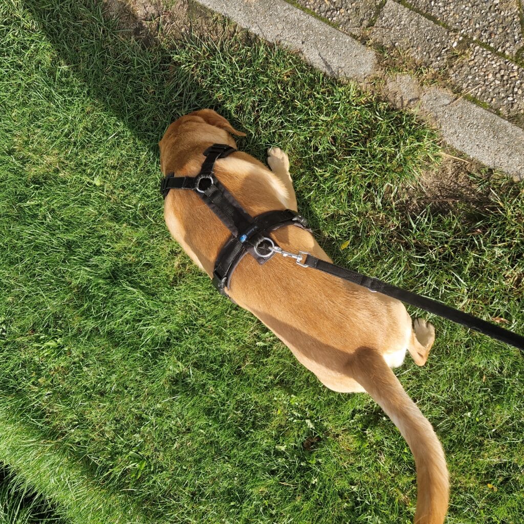 Mijn labrador Teddy is helemaal gewend aan zijn tuigje