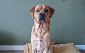 Wanneer is een labrador te zwaar of te licht?