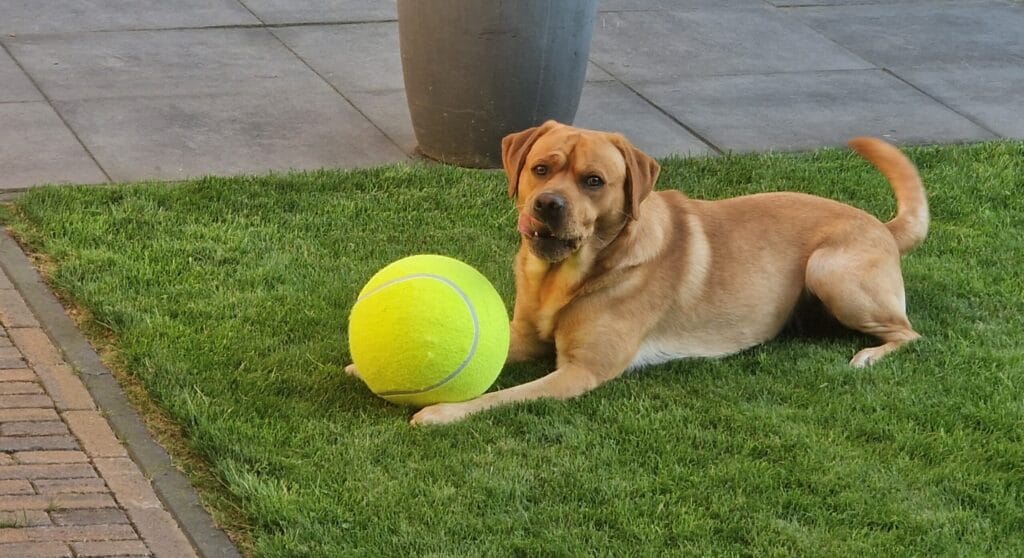 Hoe houd je je labrador op een gezond gewicht?