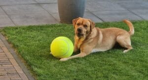 Hoe houd je je labrador op een gezond gewicht?