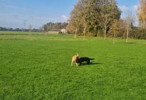 Teddy en Cody rennen samen los