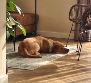 Hoe houd je je vloerkleed schoon met en hond in huis?