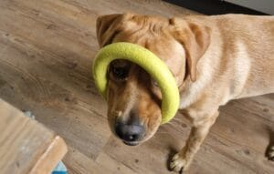 Teddy met zijn rubberen ring die hij al jarenlang heeft