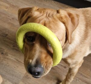 Teddy met zijn rubberen ring die hij al jarenlang heeft