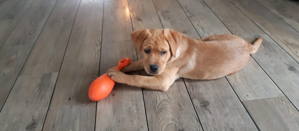 labrador pup teddy met speelgoed op de vloer