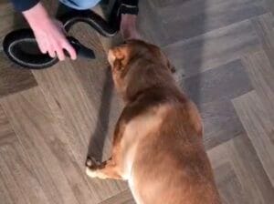 Mijn labrador laten wennen aan de waterblazer