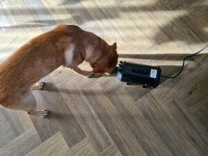 Teddy's kennismaking met een waterblazer