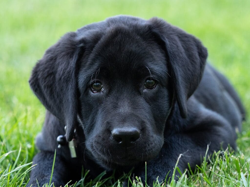 Zwarte labrador pup liggend in het gras