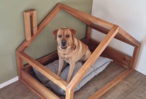 Mijn labrador Teddy zit op een hondenkussen in huis