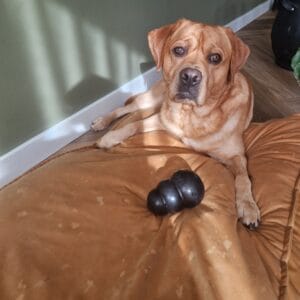Labrador ligt op een hondenkussen met een Kong hondenspeelgoed