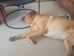 Labrador ligt ontspannen in huis – zijn hondensupplementen zinvol of onzin?