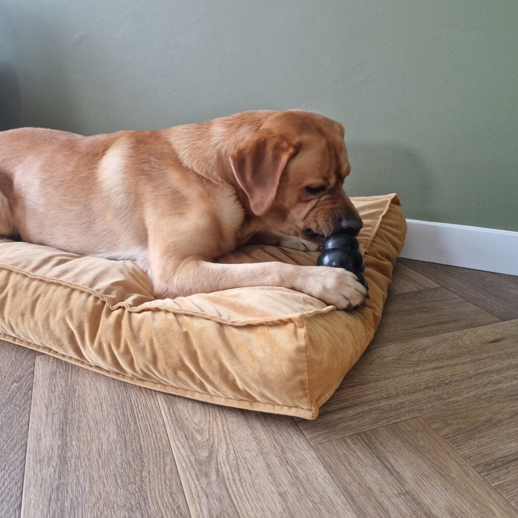 Teddy bezig met een gevulde Kong op zijn hondenkussen