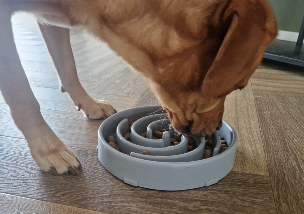 Labrador eet brokken met ontwormingstablet door het voer