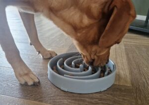 Labrador eet brokken met ontwormingstablet door het voer