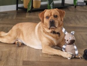 Labrador ligt ontspannen in huis met speeltje – hondensupplementen voor labradors