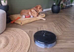 Labrador Teddy met robotstofzuiger in huis – praktijkvoorbeeld