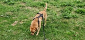 labrador snuffelt buiten risico op wormen