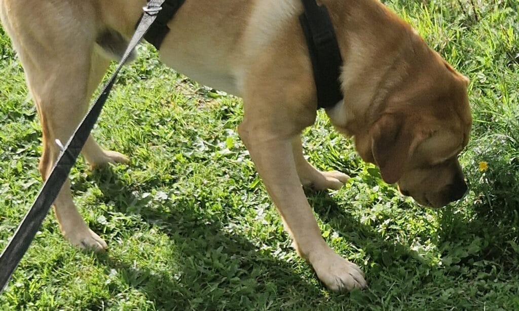 labrador snuffelt aan gras tijdens wandeling