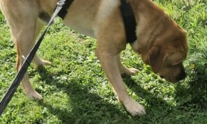 labrador snuffelt aan gras tijdens wandeling
