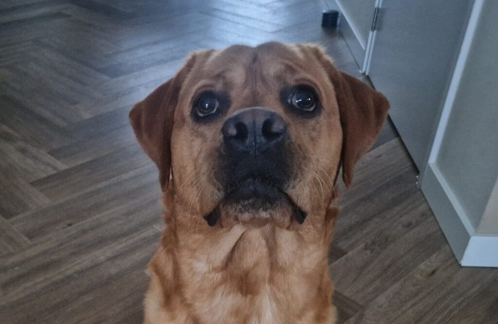 labrador kijken welke hondenverzekering kiezen