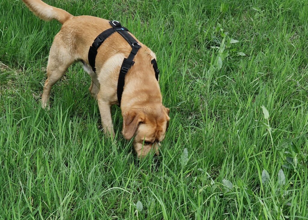 labrador snuffelt in hoog gras waar vlooien en teken kunnen voorkomen