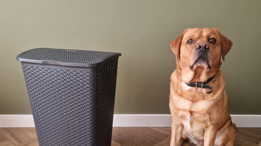 labrador naast wasmand met kleding vol hondenharen