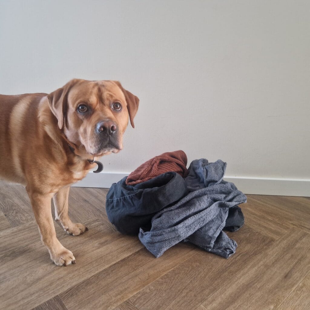 labrador naast kleding met hondenharen op de vloer