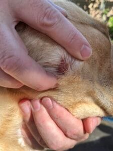 beginnende hotspot hond onder de vacht moeilijk zichtbaar