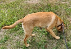 hond onderzoekt gras kans op wormbesmetting