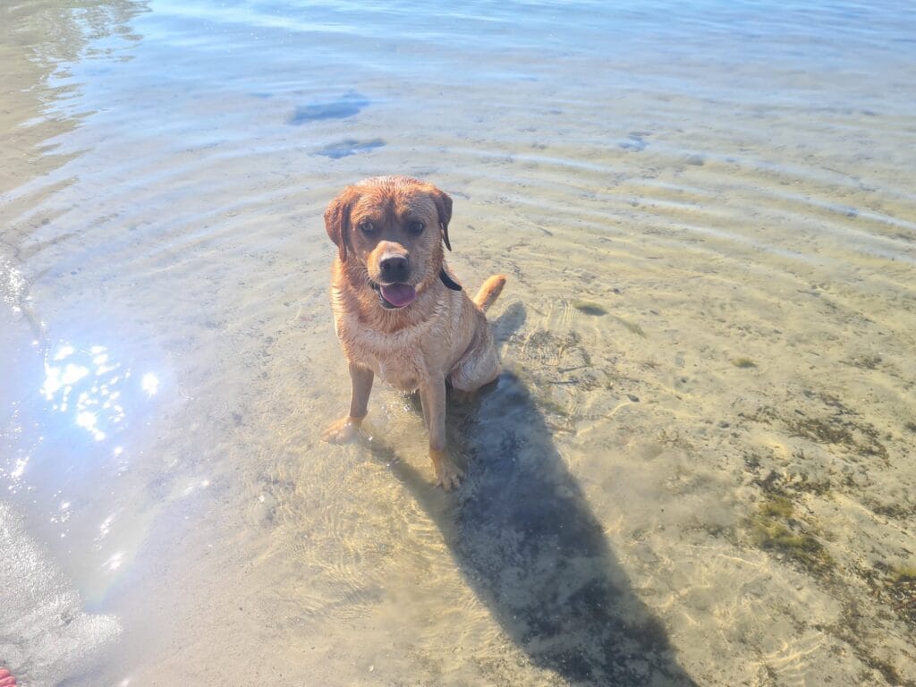labrador in het water tijdens een wandeling