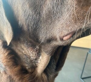 ingedroogde hotspot hond met droge korst op de huid