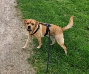 labrador kijkt naar baasje tijdens training buiten aan de lijn