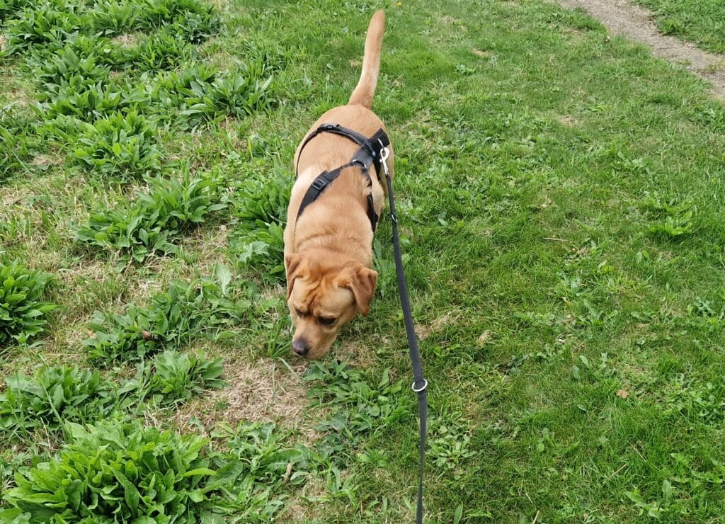 labrador snuffelt tijdens uitlaten aan grond op zoek naar poep