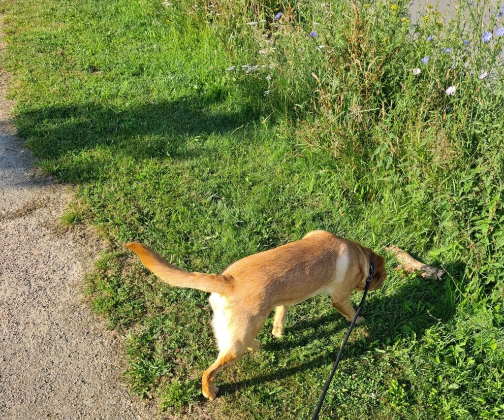 labrador snuffelt langs berm met hoog gras waar grasaren kunnen voorkomen