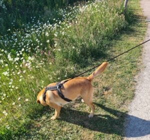 labrador aan de lijn langs berm met hoog gras