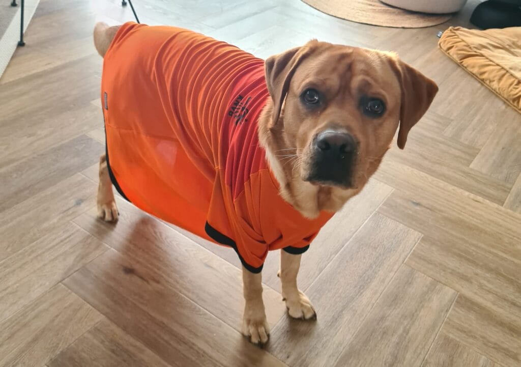 labrador in oranje voetbalshirt tijdens wk