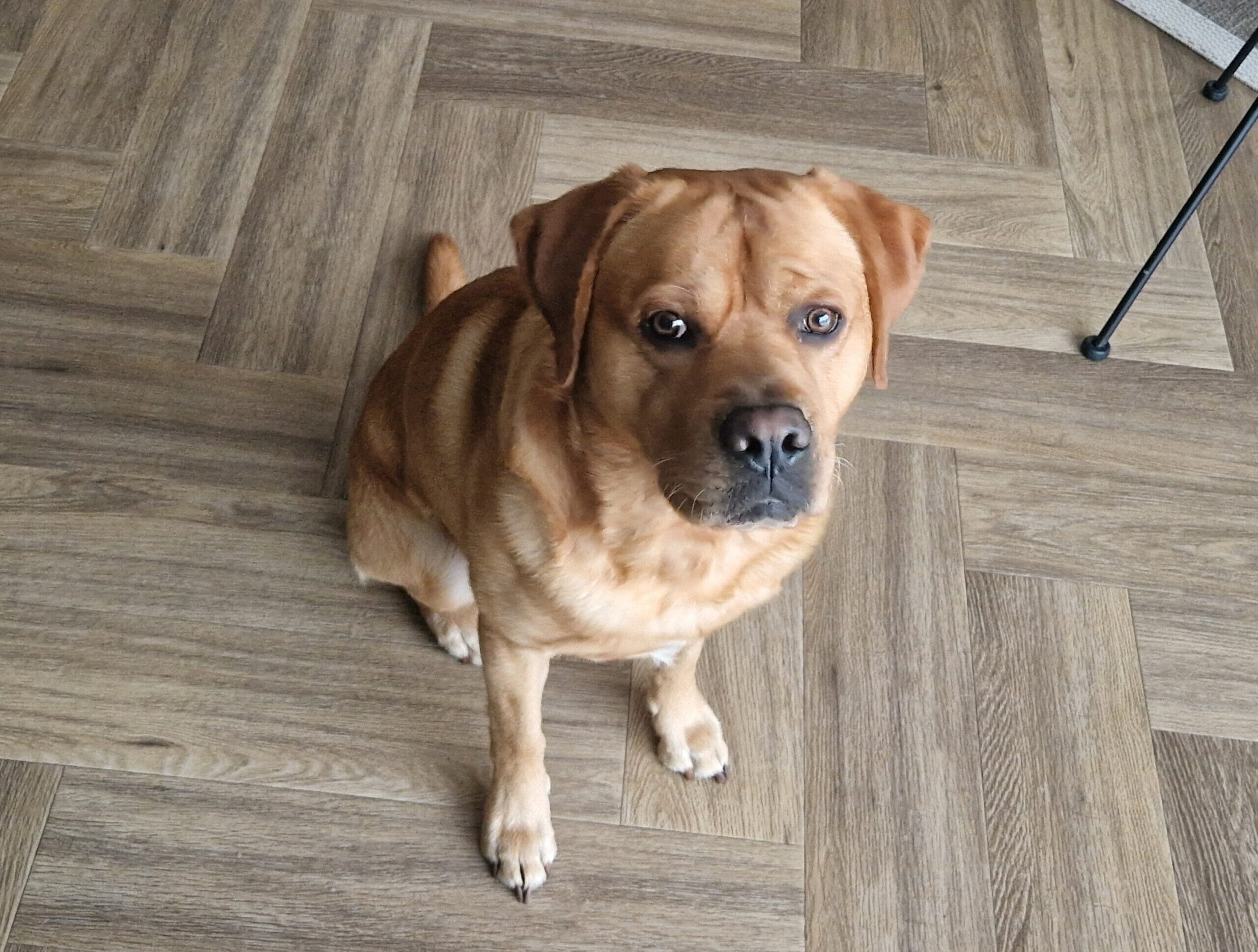 Gezonde labrador zit op de grond